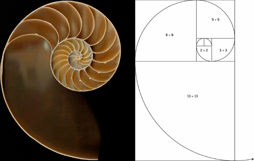 1715465046snail golden ratio 01.png