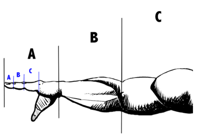1715465046snail golden ratio 01.png