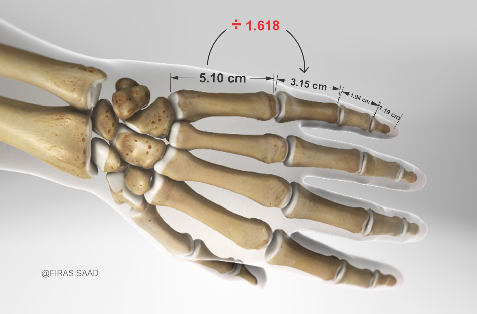 1715464385Hand bones 01.png